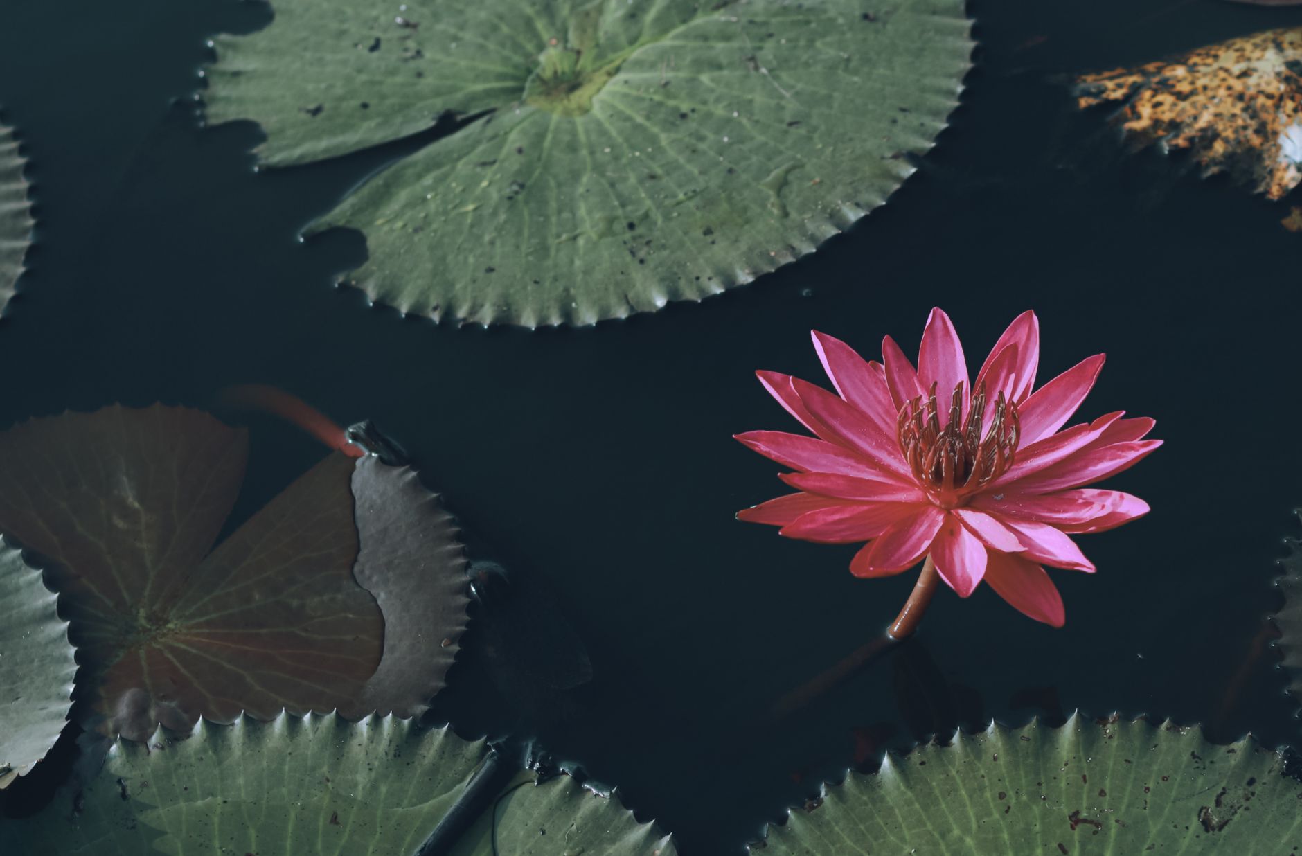 A stunning pink lotus flower blooming in a tranquil pond in Kerala, India.