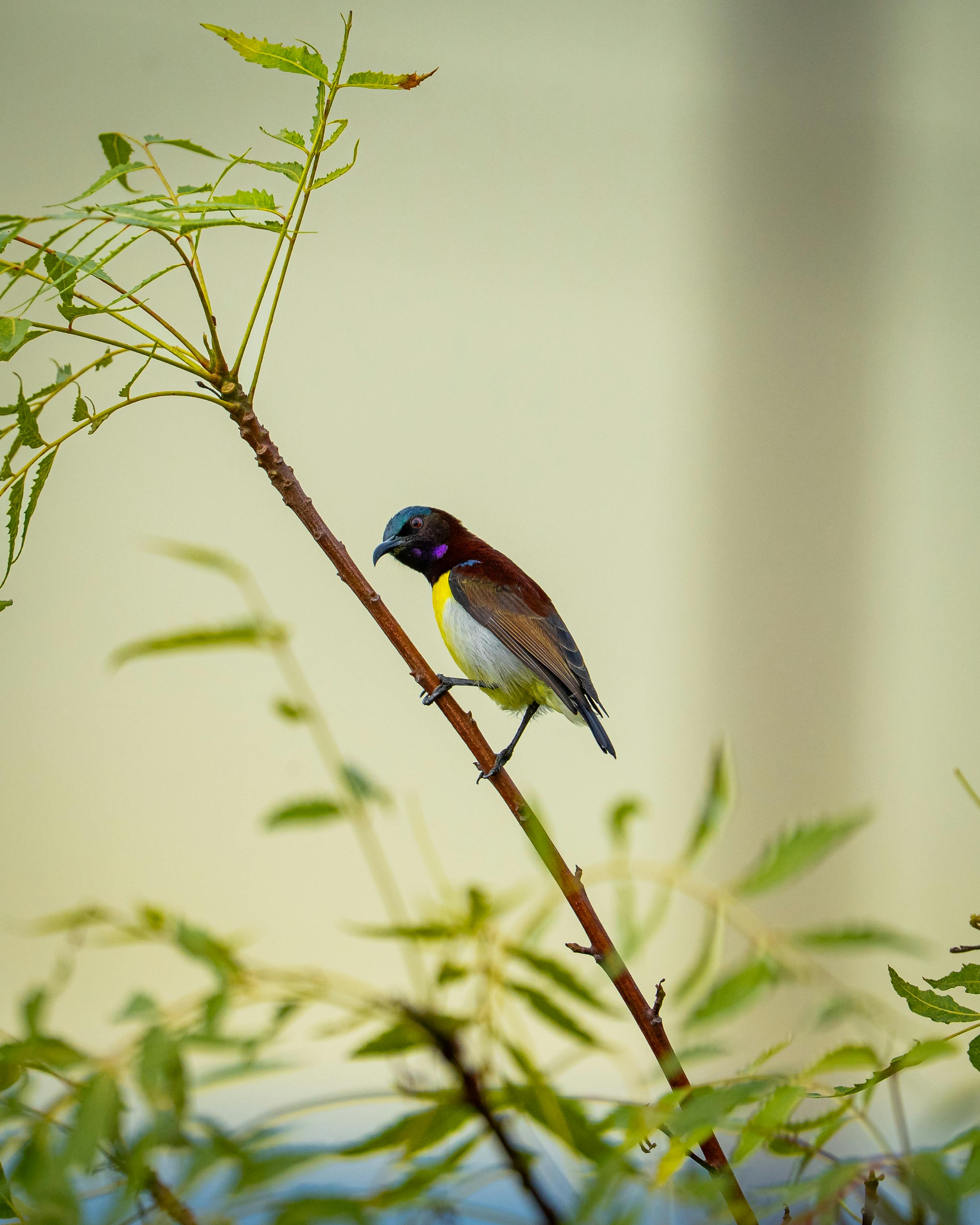 A colorful finch perched on a branch in a natural setting against a soft background.