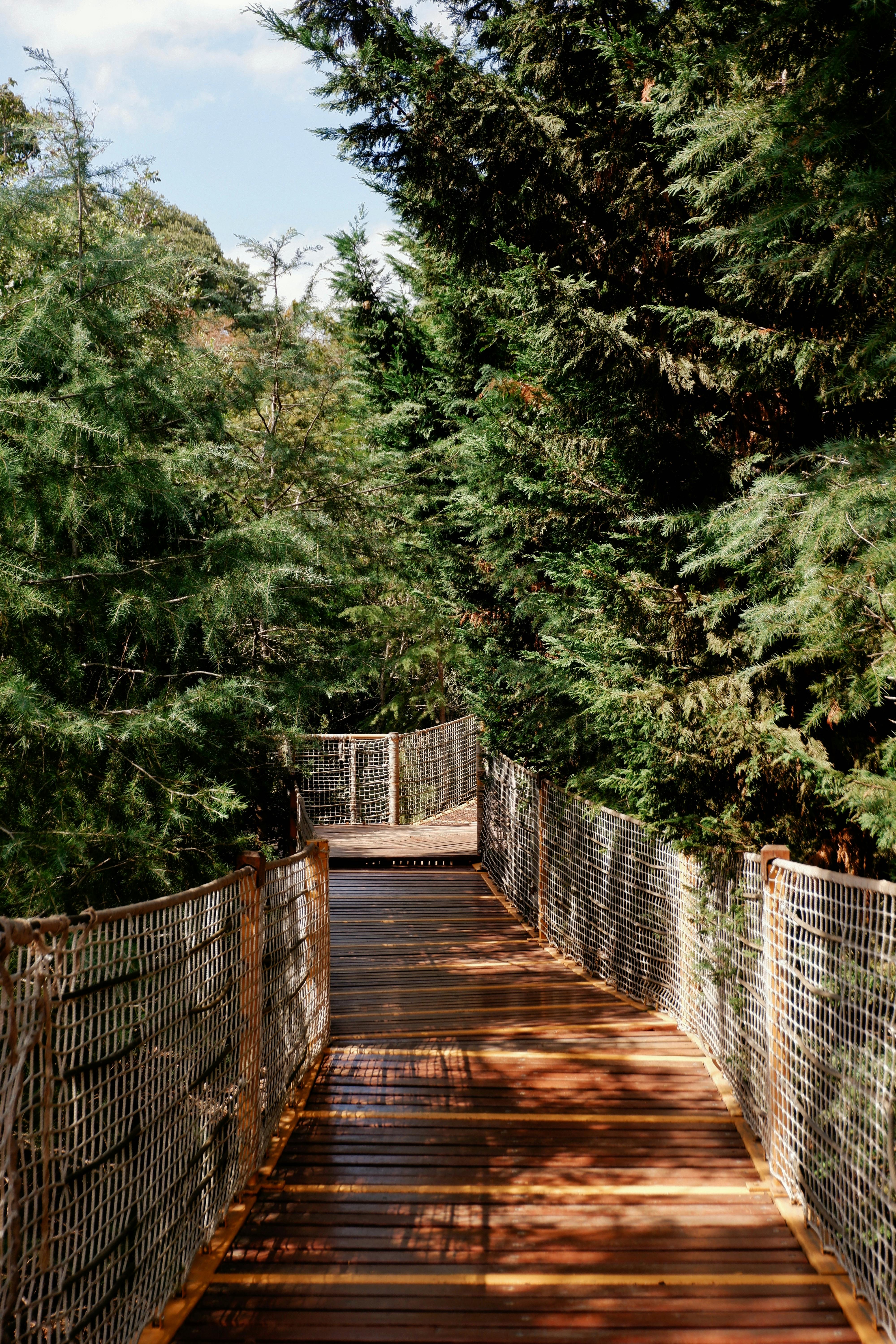 A scenic wooden walkway through a lush green forest under clear skies.