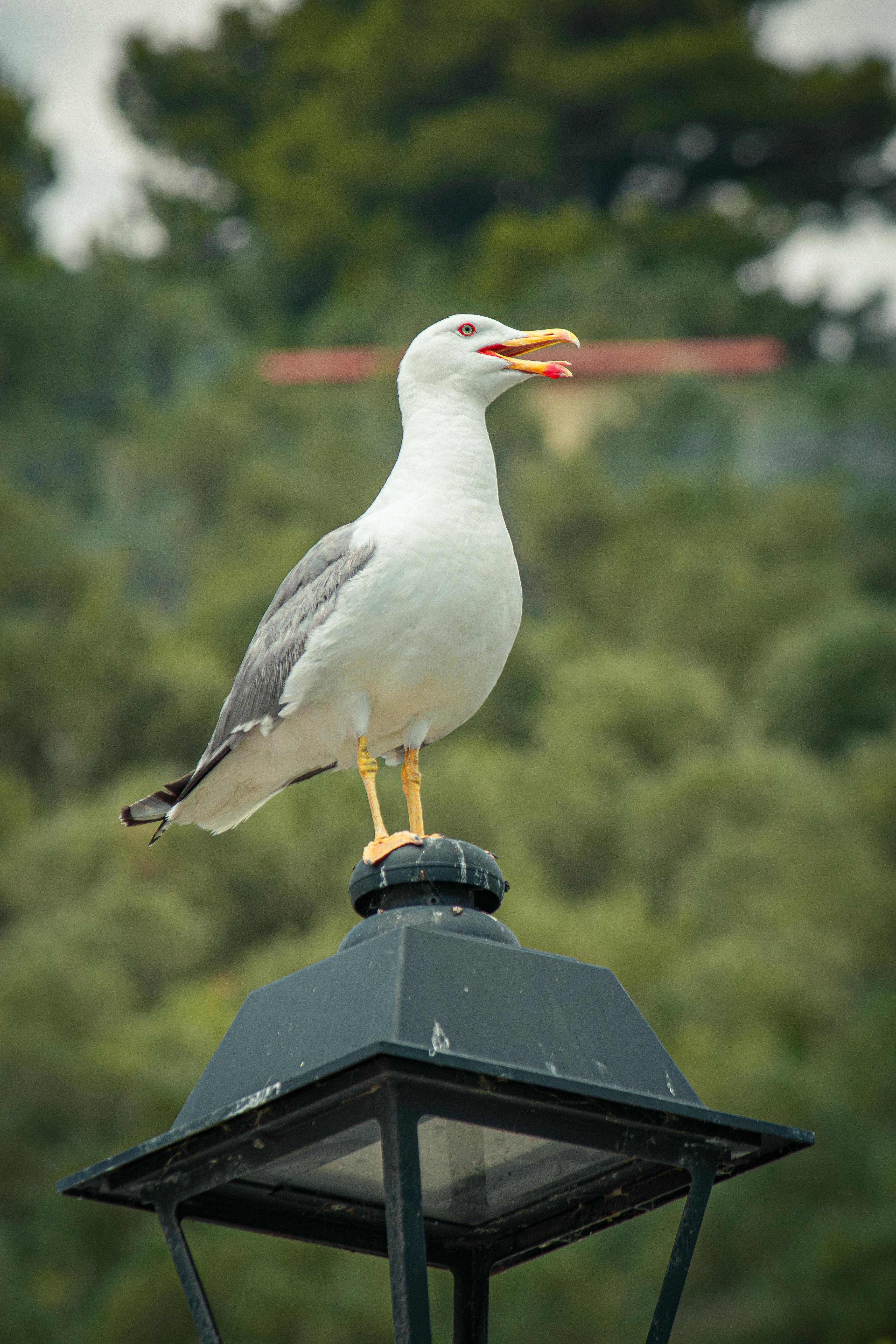Gratis Un gabbiano è in piedi su una lampada sullo sfondo di un verde lussureggiante a Porto Venere, Liguria, Italia. Foto a disposizione