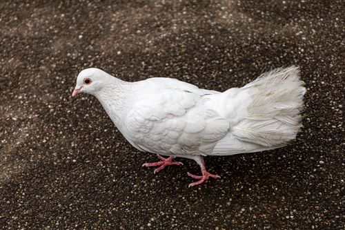 Free A detailed shot of a white dove standing on textured pavement. Stock Photo