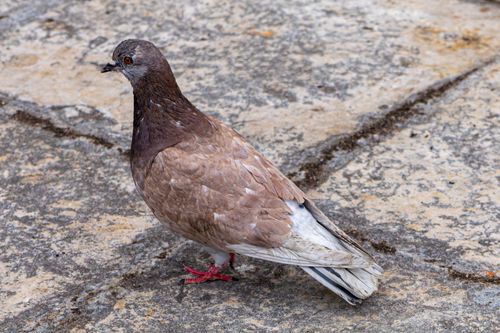 Free Close-up of a brown pigeon standing on a textured stone pavement outdoors. Stock Photo