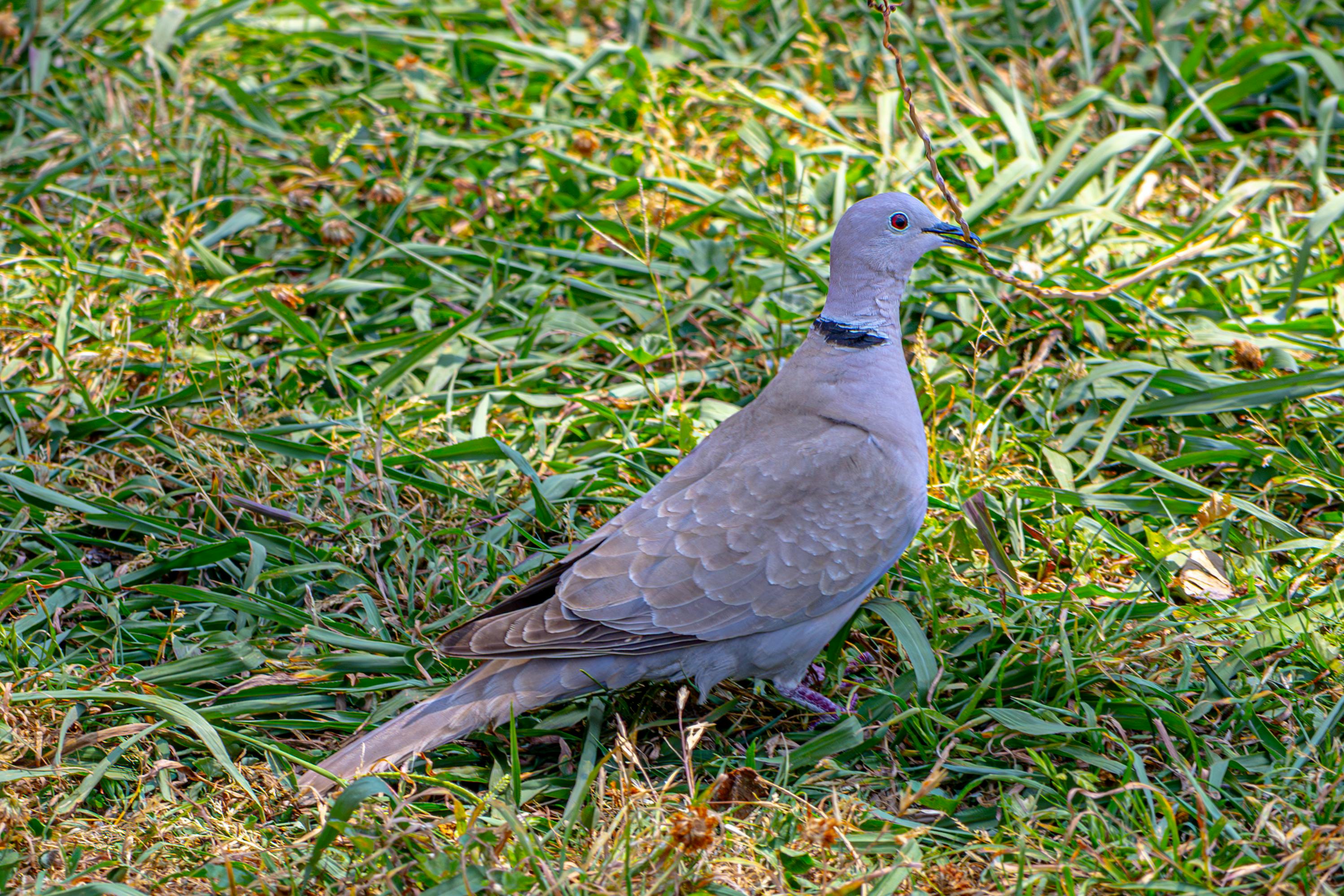 日本溫泉推薦：深入箱根溫泉區的絕美泡湯體驗