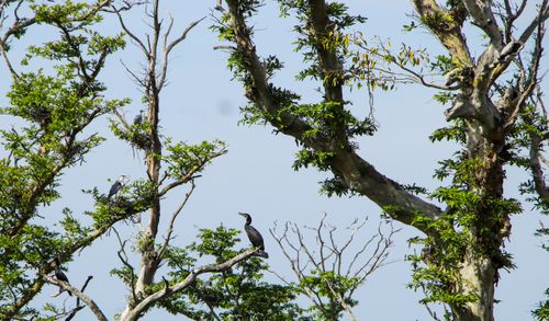Free Cormorants resting on trees with lush green leaves and blue sky backdrop. Stock Photo
