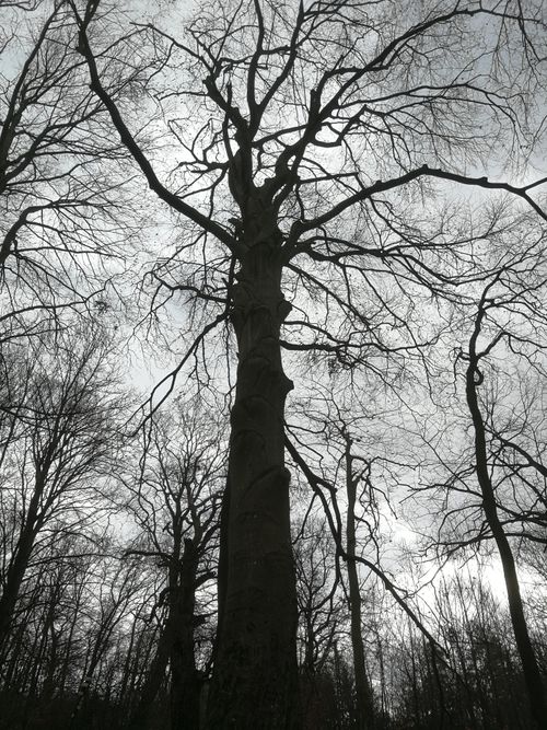 Free Captivating monochrome photo of bare trees in Nagymaros forest during winter. Stock Photo