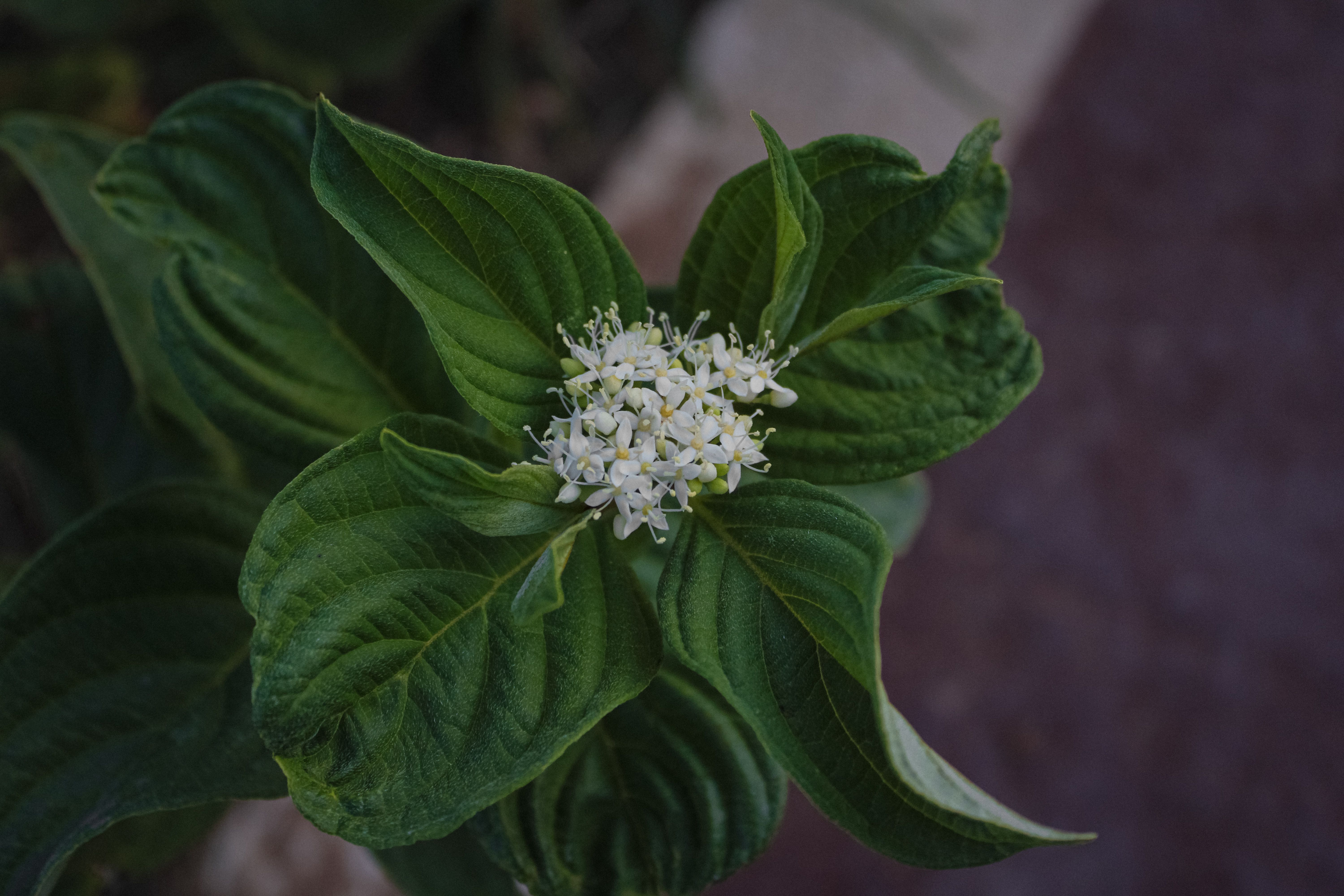 most invasive plant australia