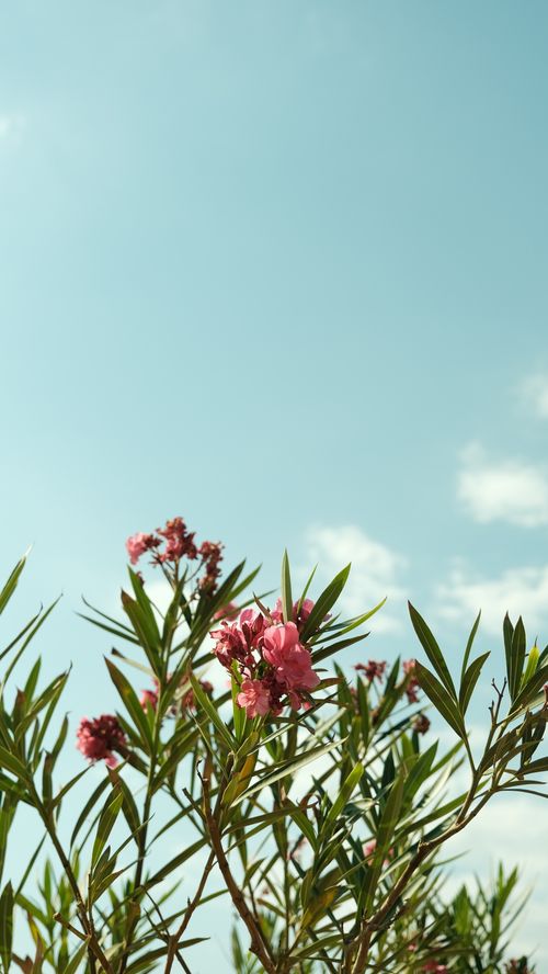Free Stunning close-up of pink oleander flowers with green leaves under a clear blue sky, capturing nature's beauty. Stock Photo