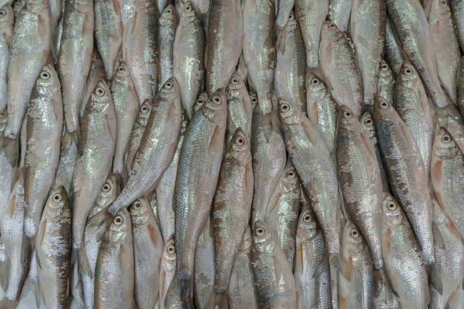 魚の内臓を取り除く下処理の様子
