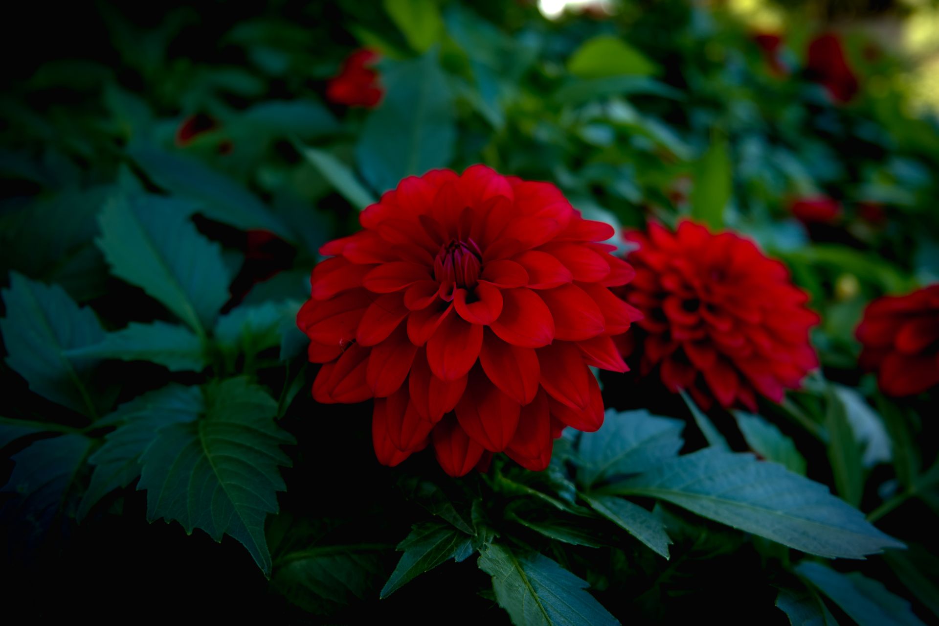 Stunning red dahlia blooming amidst lush green leaves in a vibrant garden setting.