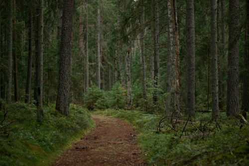 Free Peaceful forest trail surrounded by lush green coniferous trees. Stock Photo