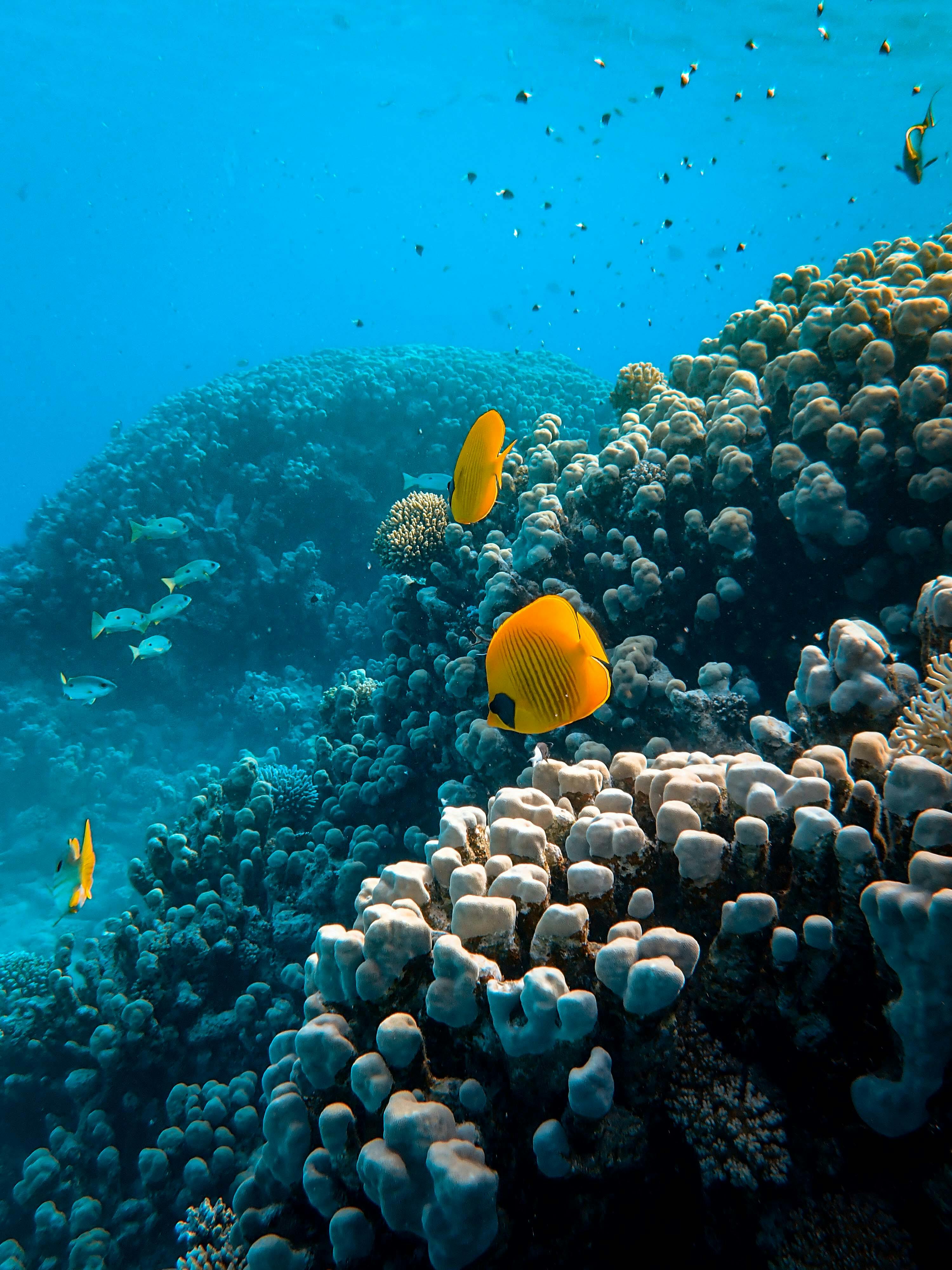 Underwater Wallpaper 4K Sun rays Ocean Hawaii Photography 8301