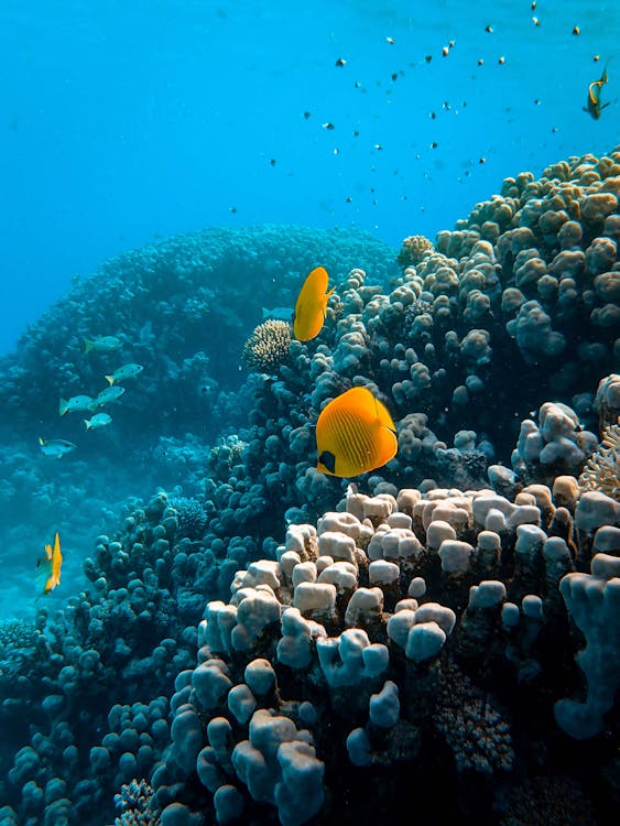 Free Sea Animals near Coral Reefs Stock Photo