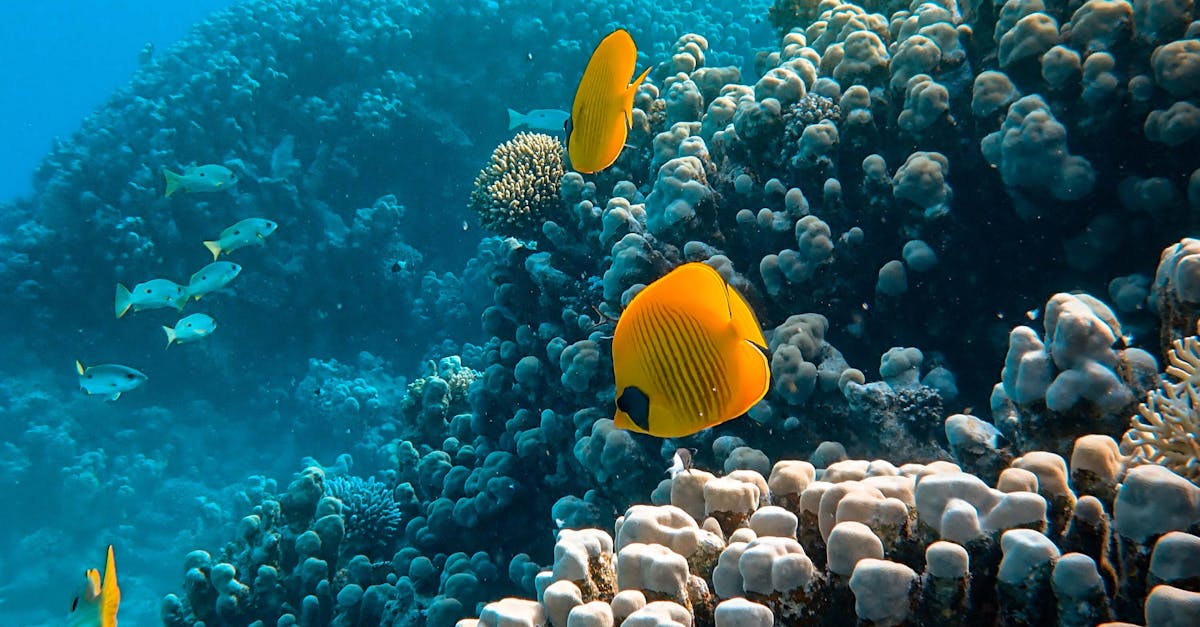 Photo of Sea Animals Near Coral Reefs · Free Stock Photo