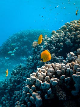 探索充满活力的珊瑚礁，那里色彩鲜艳的蝴蝶鱼和多样化的海洋生物随处可见