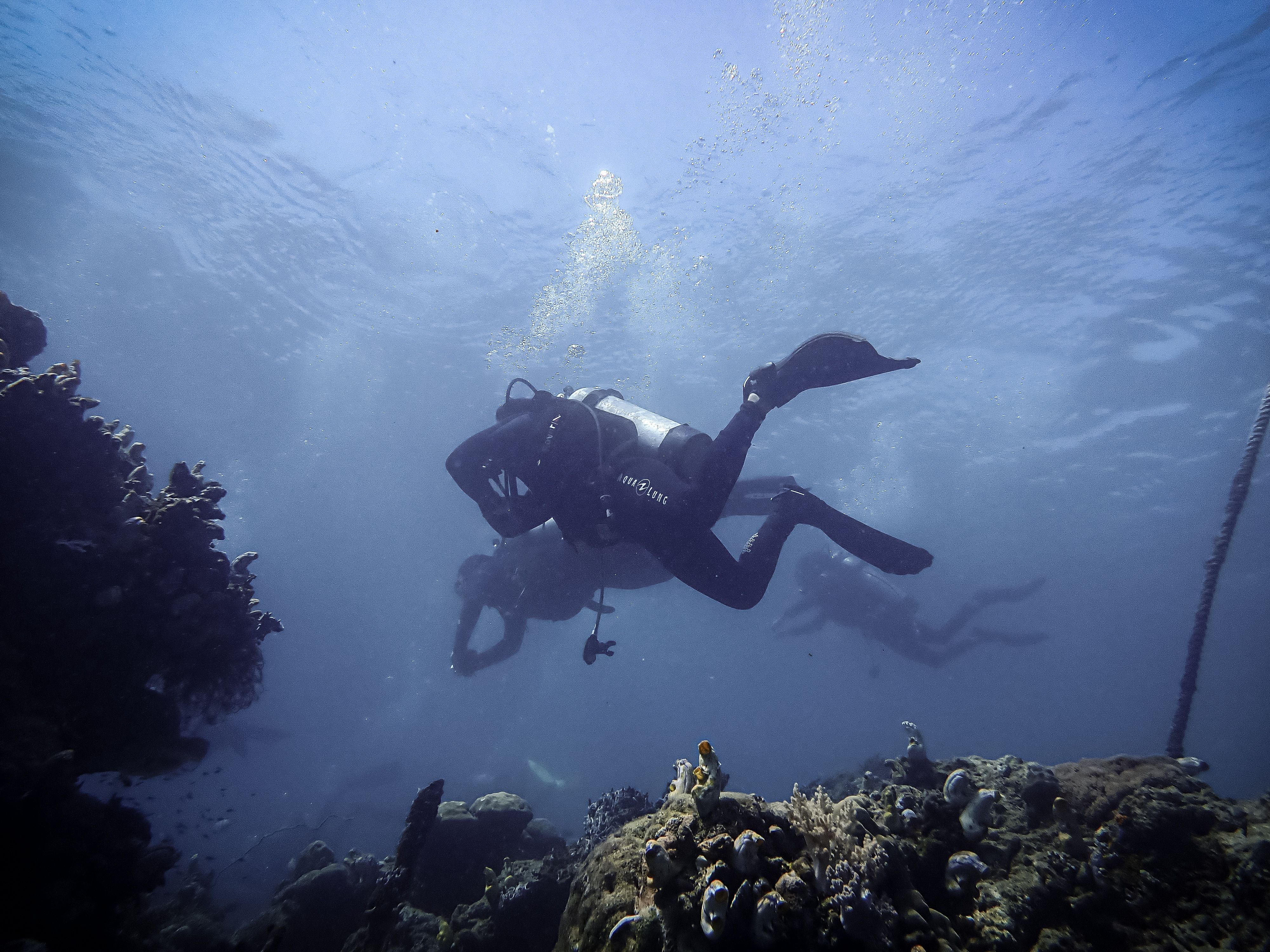 Gratuit Groupe de plongeurs explorant les récifs coralliens vibrants de Sulawesi Selatan, en Indonésie. Photos
