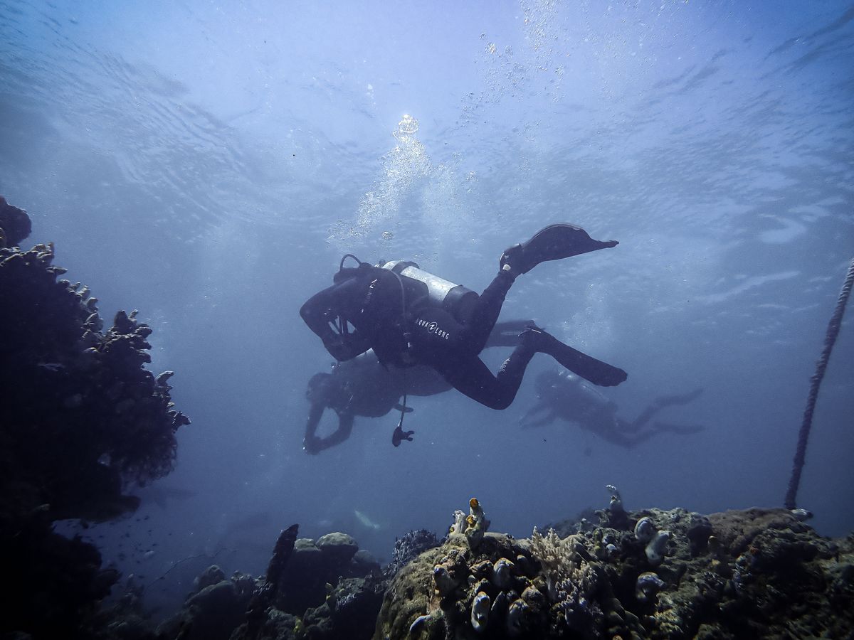 Coral reef and clear sea around Sulawesi