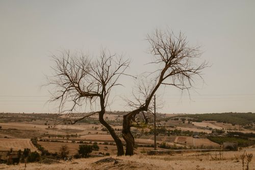 Free A solitary tree stands in a dry, expansive summer landscape under clear skies. Stock Photo