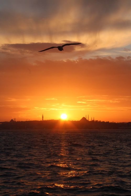 Free A breathtaking sunset over Istanbul's skyline, capturing a seagull in flight above the Bosphorus waters. Stock Photo