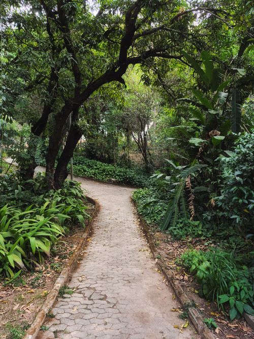 Free A serene walkway through a dense, green forest offering tranquility and natural beauty. Stock Photo