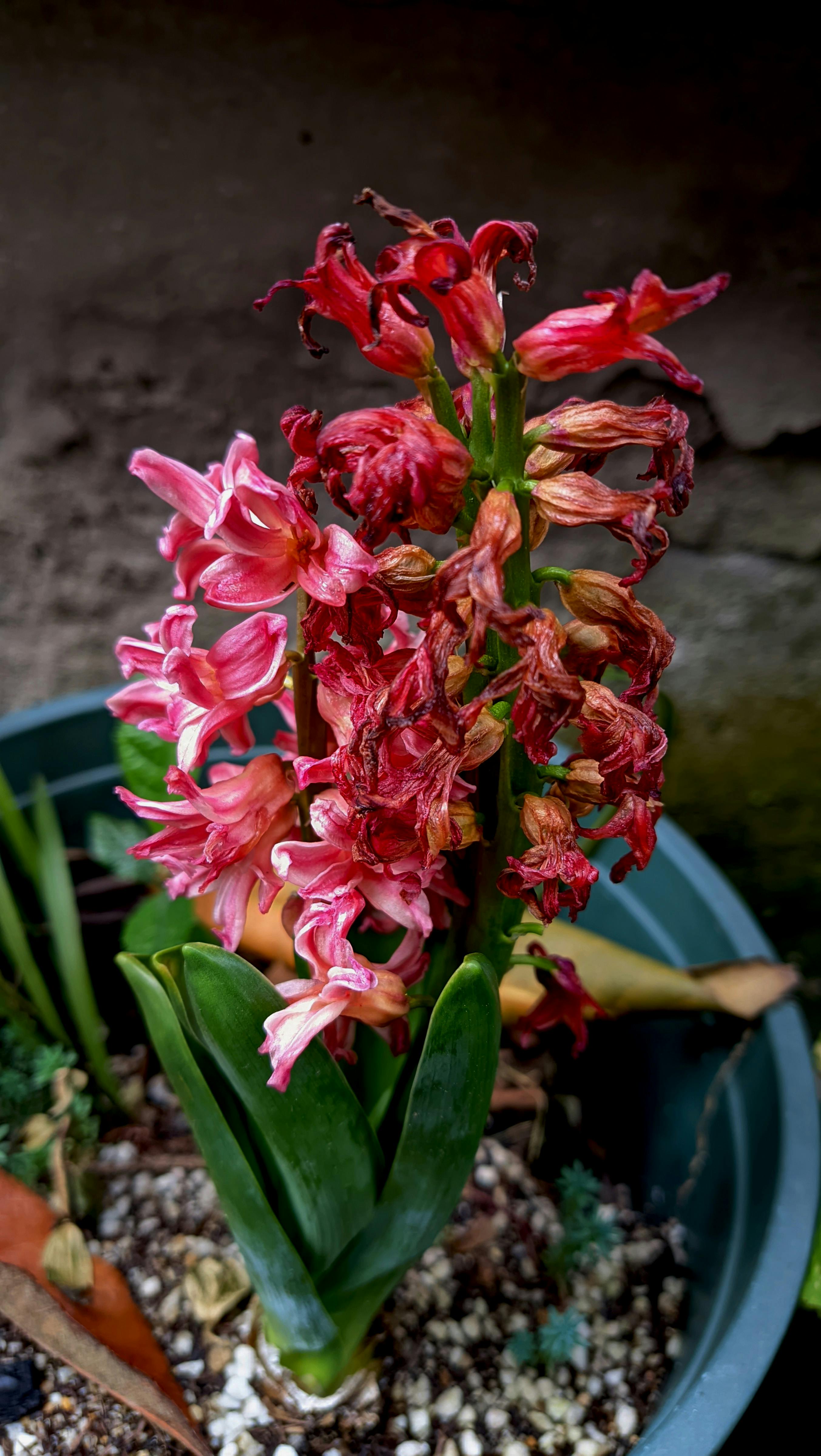 Vibrant red hyacinth flowers in a pot, showcasing their intricate beauty amidst lush green leaves.