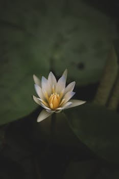 Close-up of a tranquil water lily blooming in its natural environment, exuding calm and beauty.