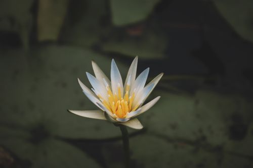 Free A beautiful water lily with delicate petals blooms on a calm pond, creating a serene floral scene. Stock Photo
