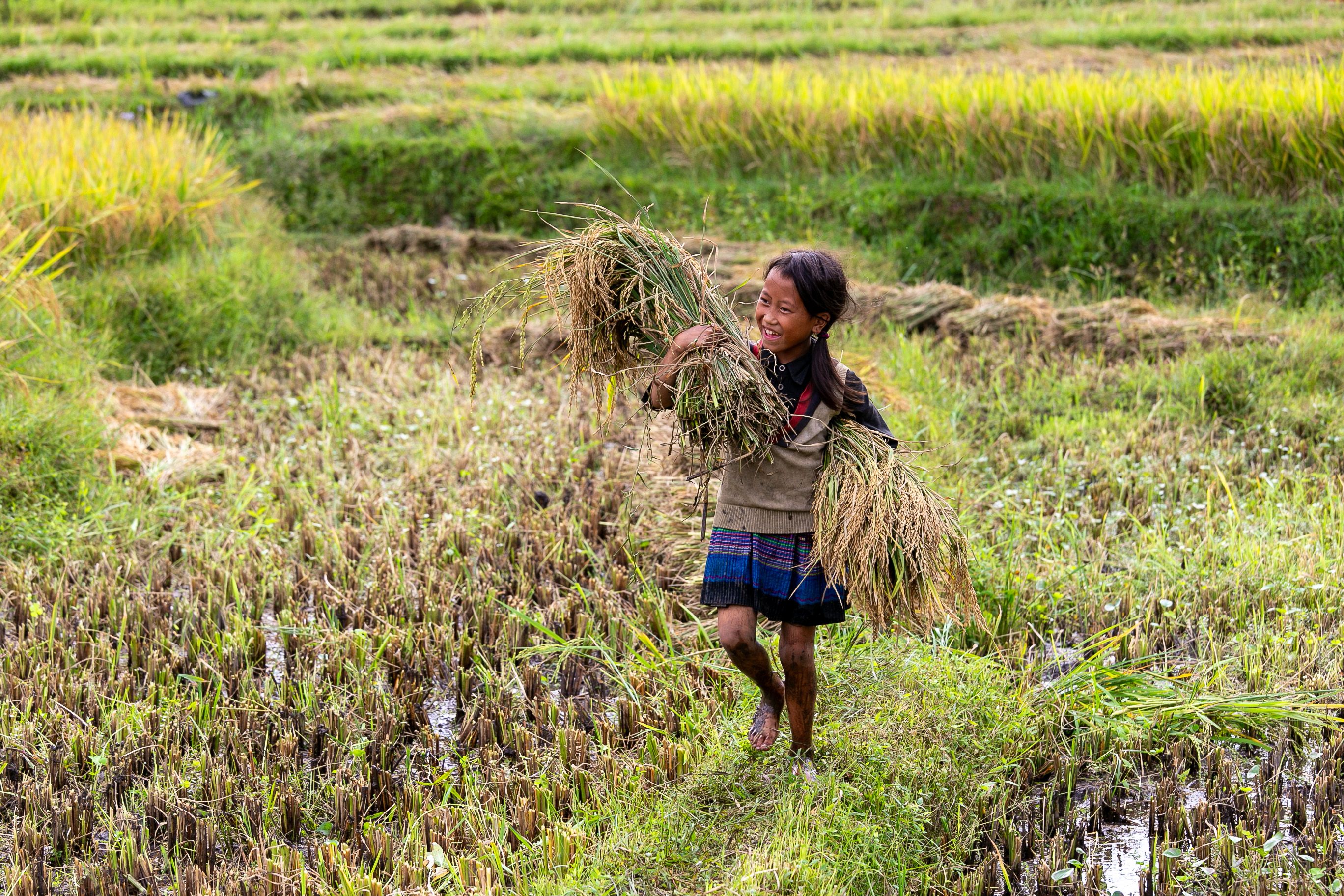 Joyful Child Harvesting Rice in Lào Cai Field · Free Stock Photo