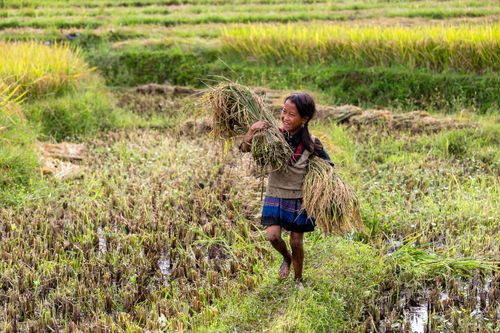 Boy Carry Rice Portrait of a Boy in a Mud Carrying Green Rice Plants · Free Stock Photo