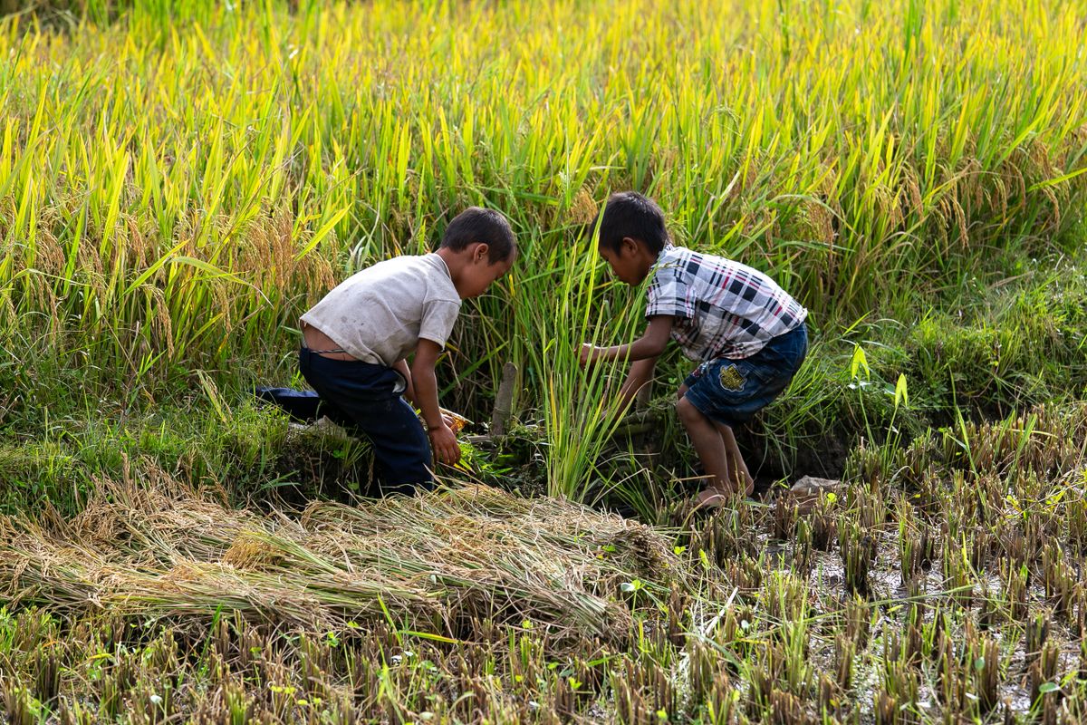 Child Playing in Rural Rice Field · Free Stock Photo