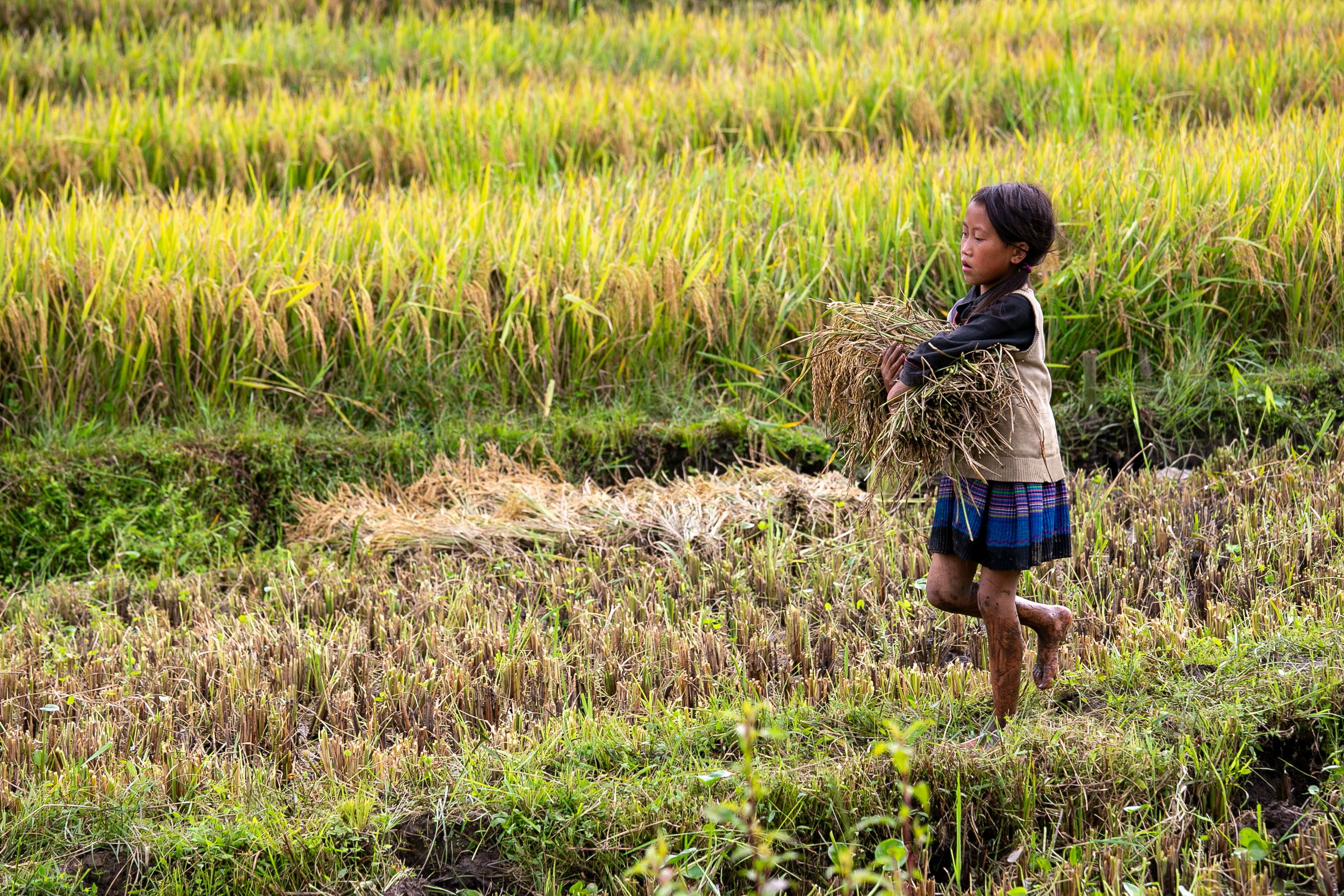 Children Rice Farm Photos, Download The BEST Free Children Rice Farm ...