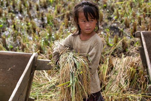 Una bambina lavora nelle risaie di Lào Cai, in Vietnam, mentre illustra la vita rurale e le pratiche agricole tradizionali.