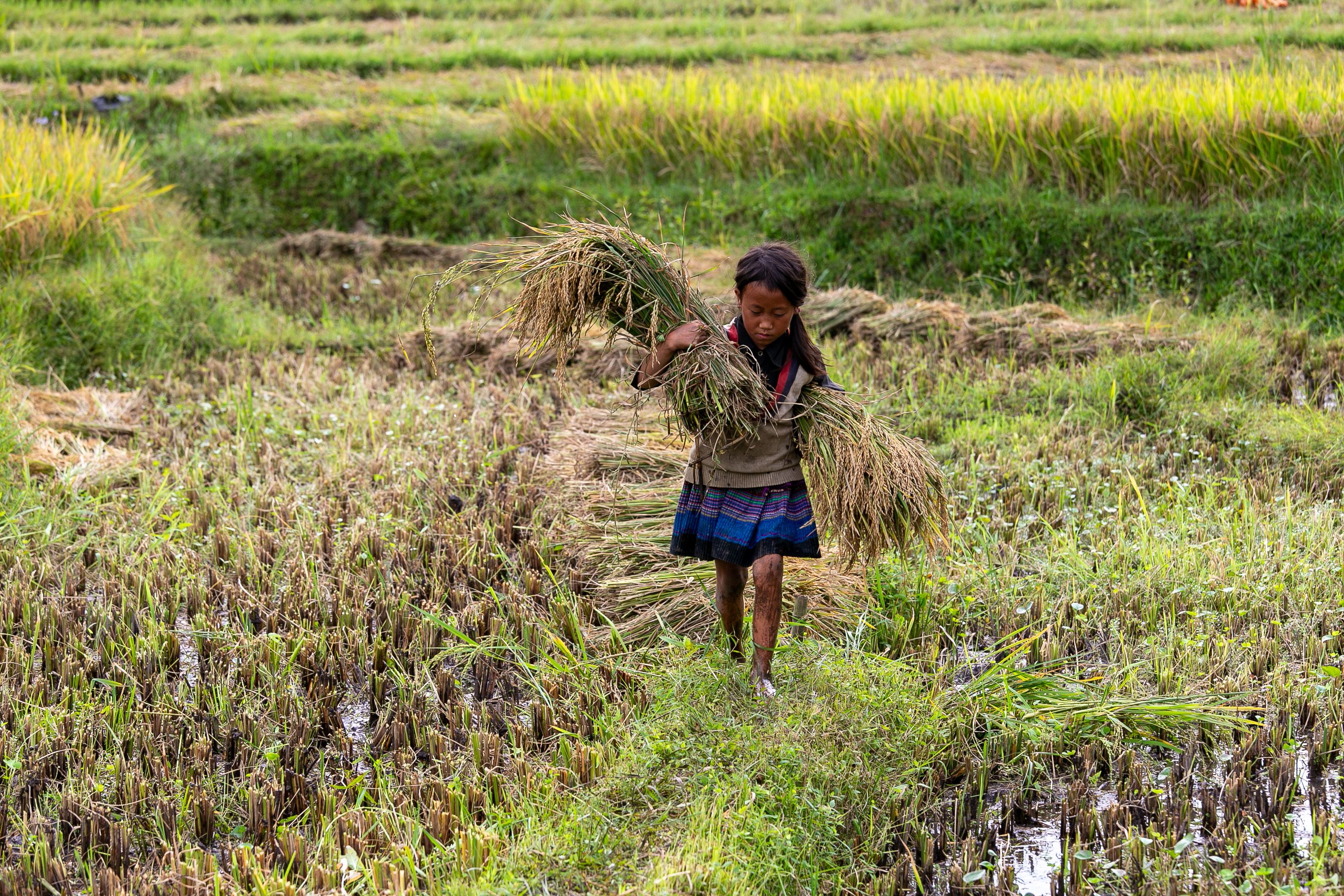 Child Harvesting Rice in Lào Cai, Vietnam · Free Stock Photo