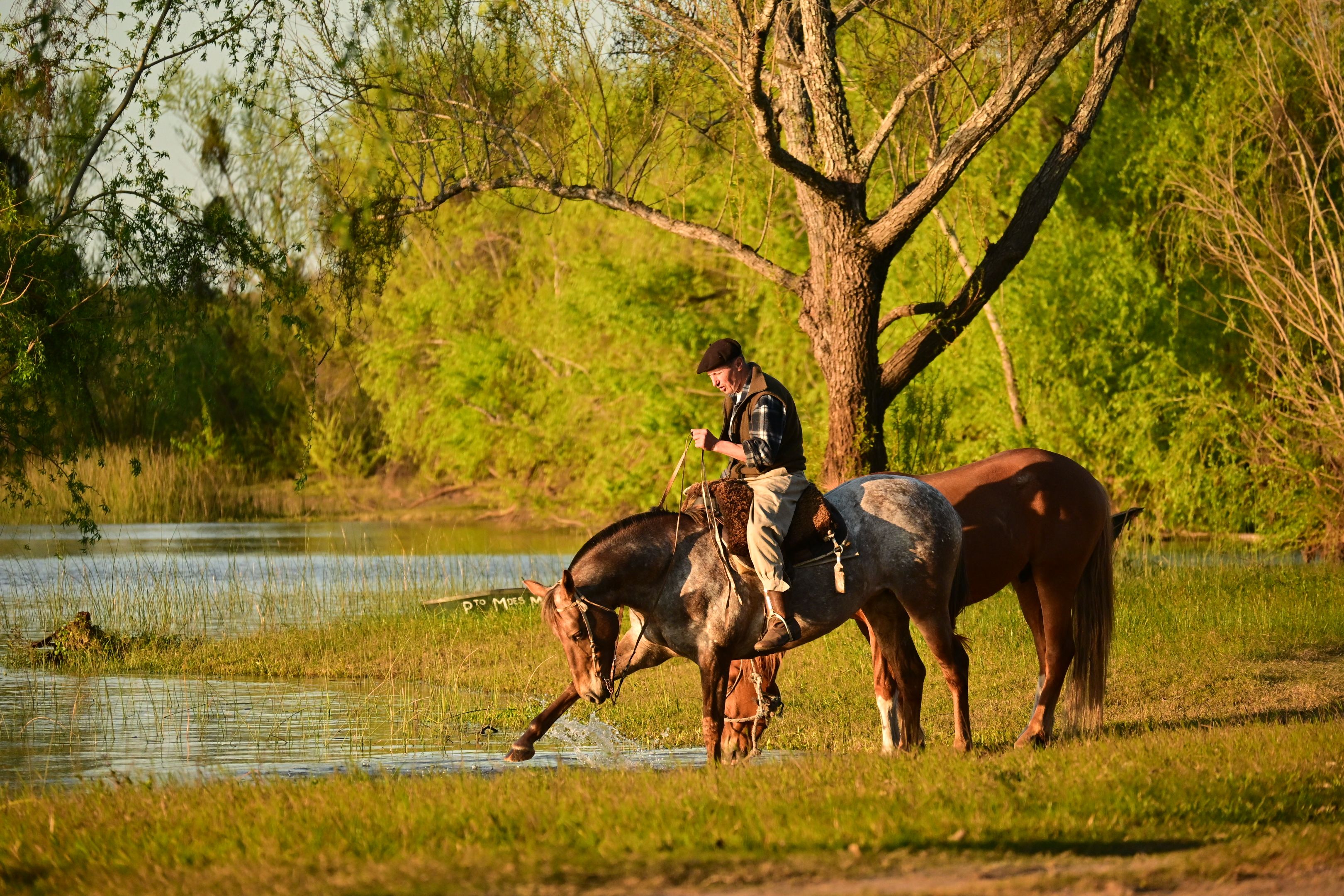 Horseback Rider by Serene Lakeside in Spring · Free Stock Photo