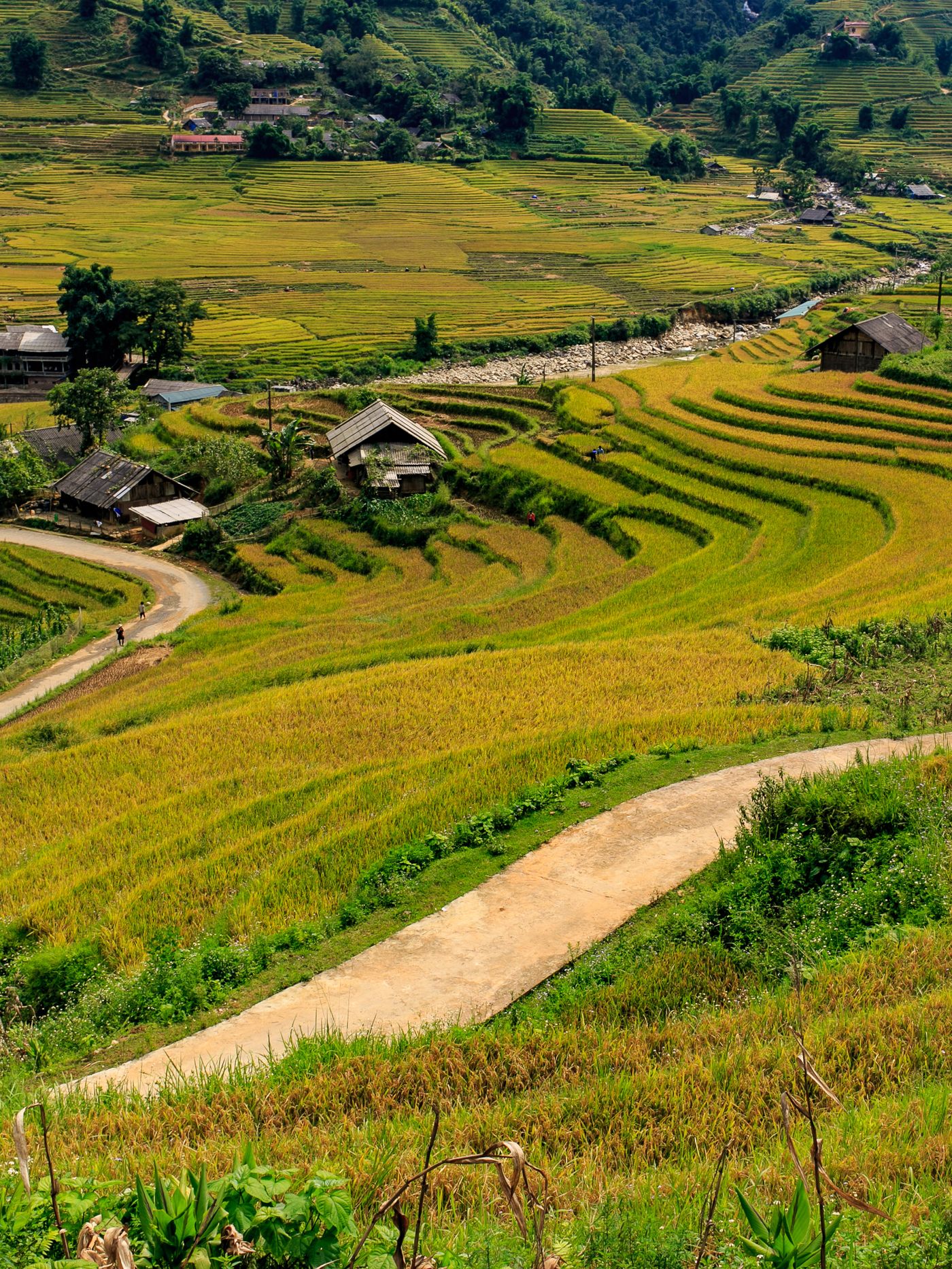 Sapa rice terraces Vietnam 2026 — golden terraces in Muong Hoa Valley with misty mountains