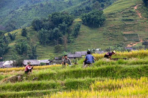 Free Farmers working in the vibrant rice terraces of Lào Cai, Vietnam during fall, showcasing rich cultural landscapes. Stock Photo