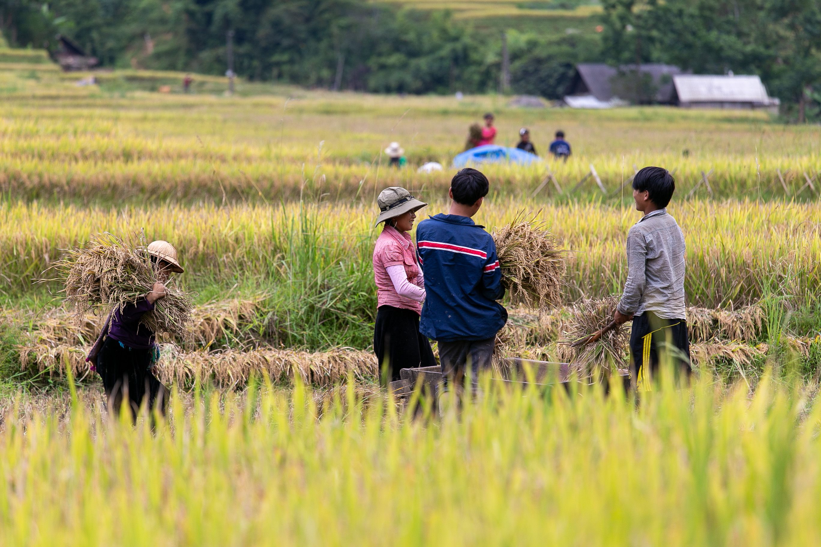 Timing is Everything: Understanding Vietnam's Seasons