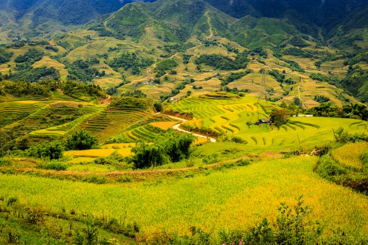 Reisterrassen in Nordvietnam