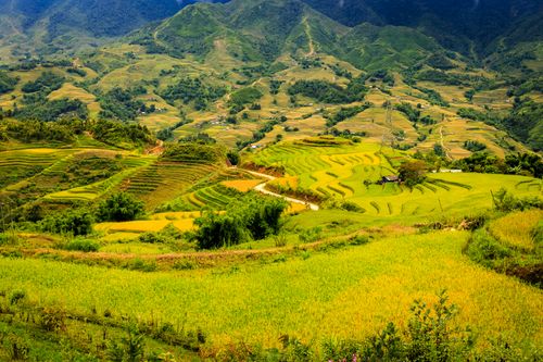 Free Lush green and golden rice terraces cascading through the mountains of Lào Cai, Vietnam. Stock Photo