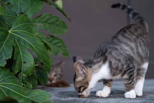 Foods Toxic to Cats List