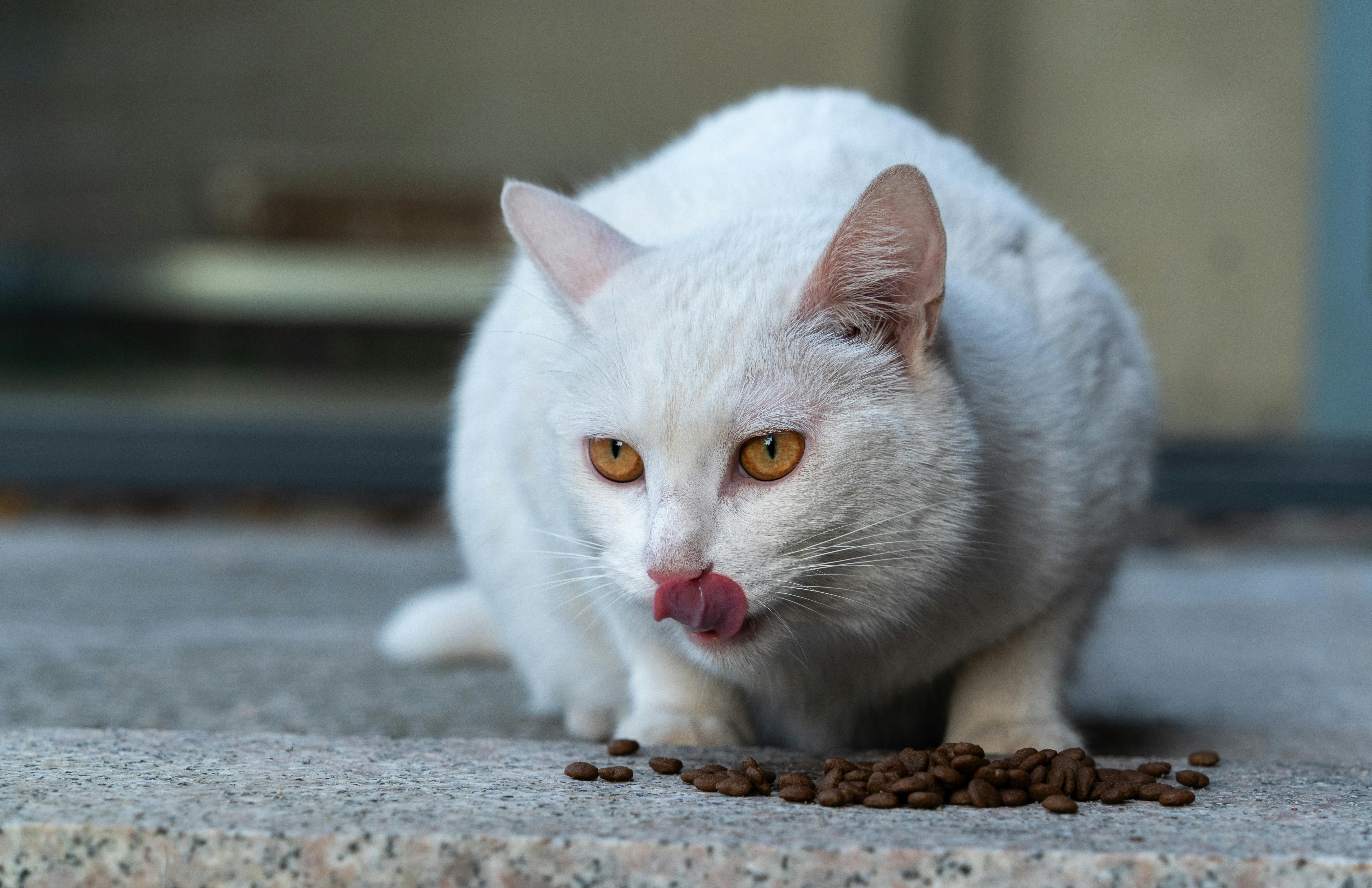 A white cat with yellow eyes licks its lips while sitting by dry cat food on a stone surface.