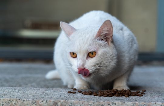 Wet vs Dry Cat Food: Studies on Kidney Health