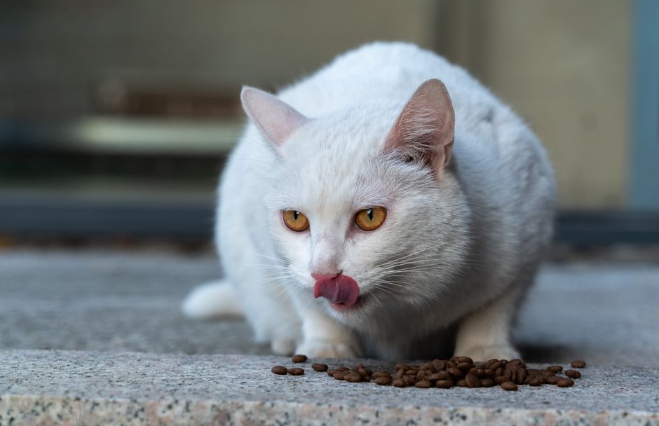 美毛猫粮