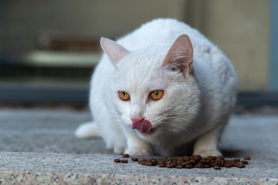 White cat with orange eyes licking its lips beside a small pile of dry kibble on a stone step