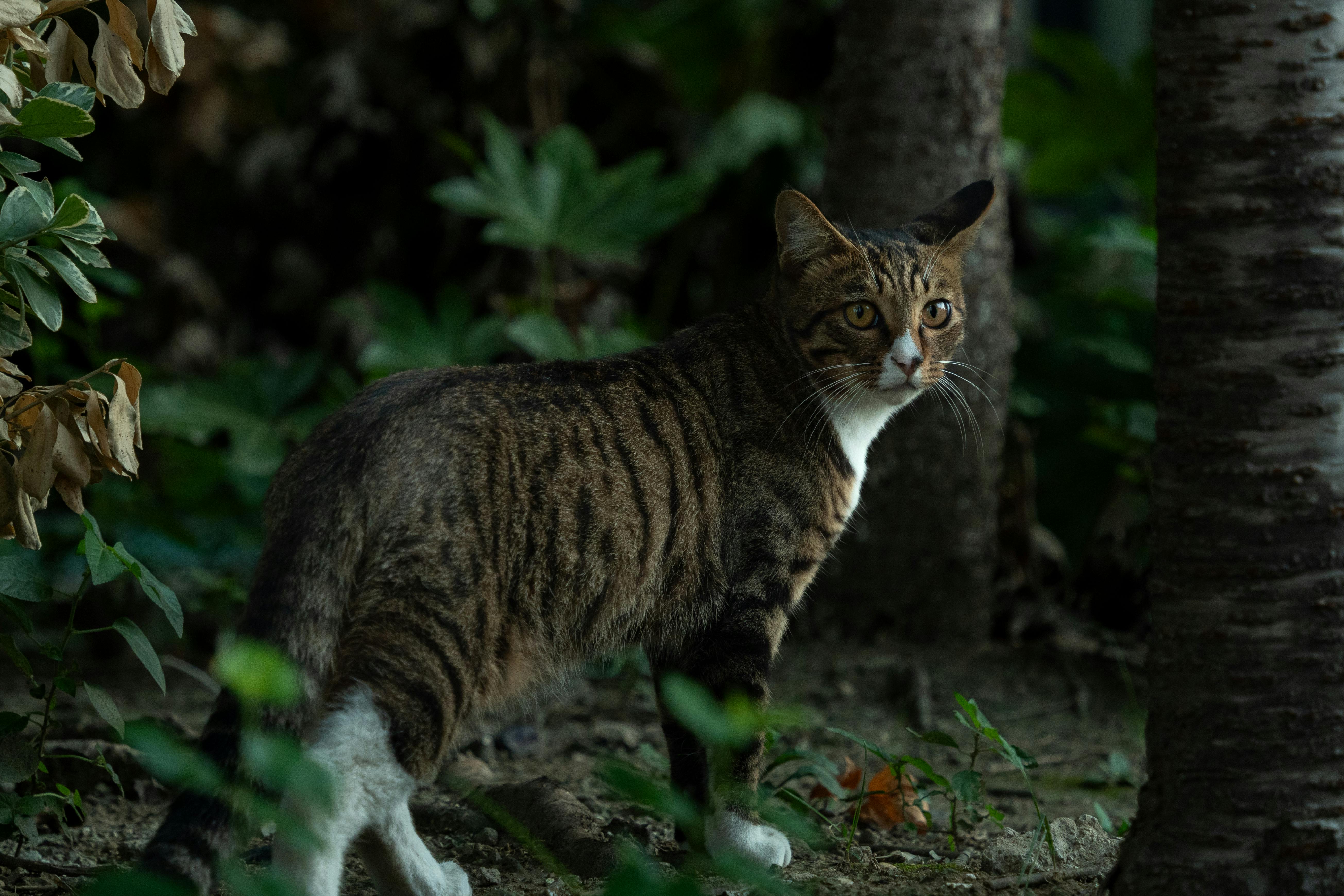 pexels-photo-33908537.jpeg?auto=compress&cs=tinysrgb&h=650&w=940