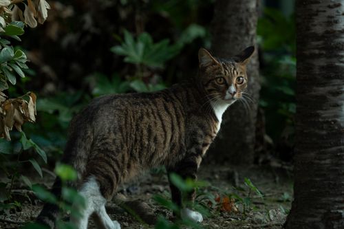 Free A tabby cat stands alert among greenery, highlighting its natural curiosity and beauty. Stock Photo