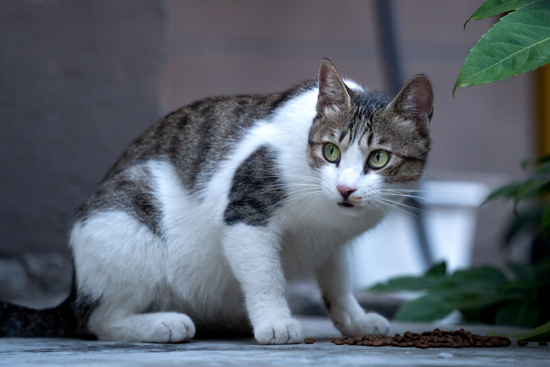 Best Indoor Cat Foods 2026: Dry, Wet & Grain-Free