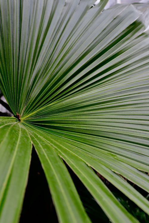 Free Detailed close-up of a green palm leaf showcasing natural textures and patterns. Stock Photo