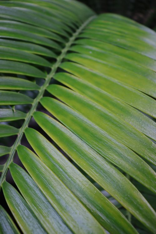 Free Detailed close-up of a vibrant green tropical palm leaf showcasing nature's texture. Stock Photo