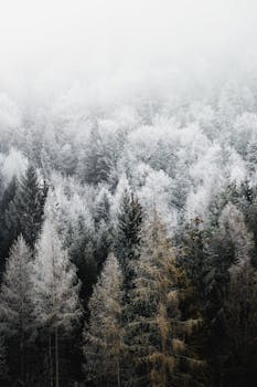 A serene winter forest scene with frosted evergreen trees shrouded in mist.