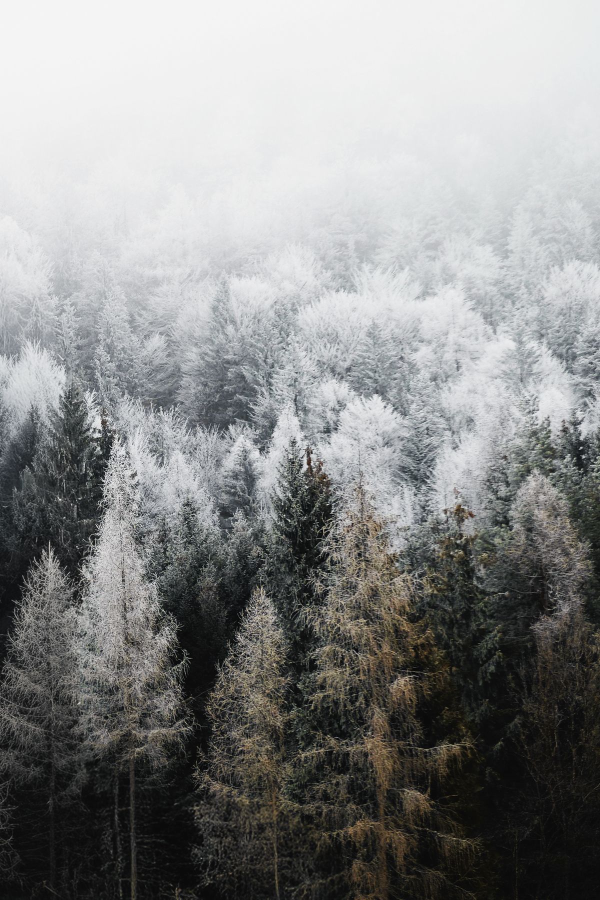 Pine Trees Surrounded With Snow · Free Stock Photo